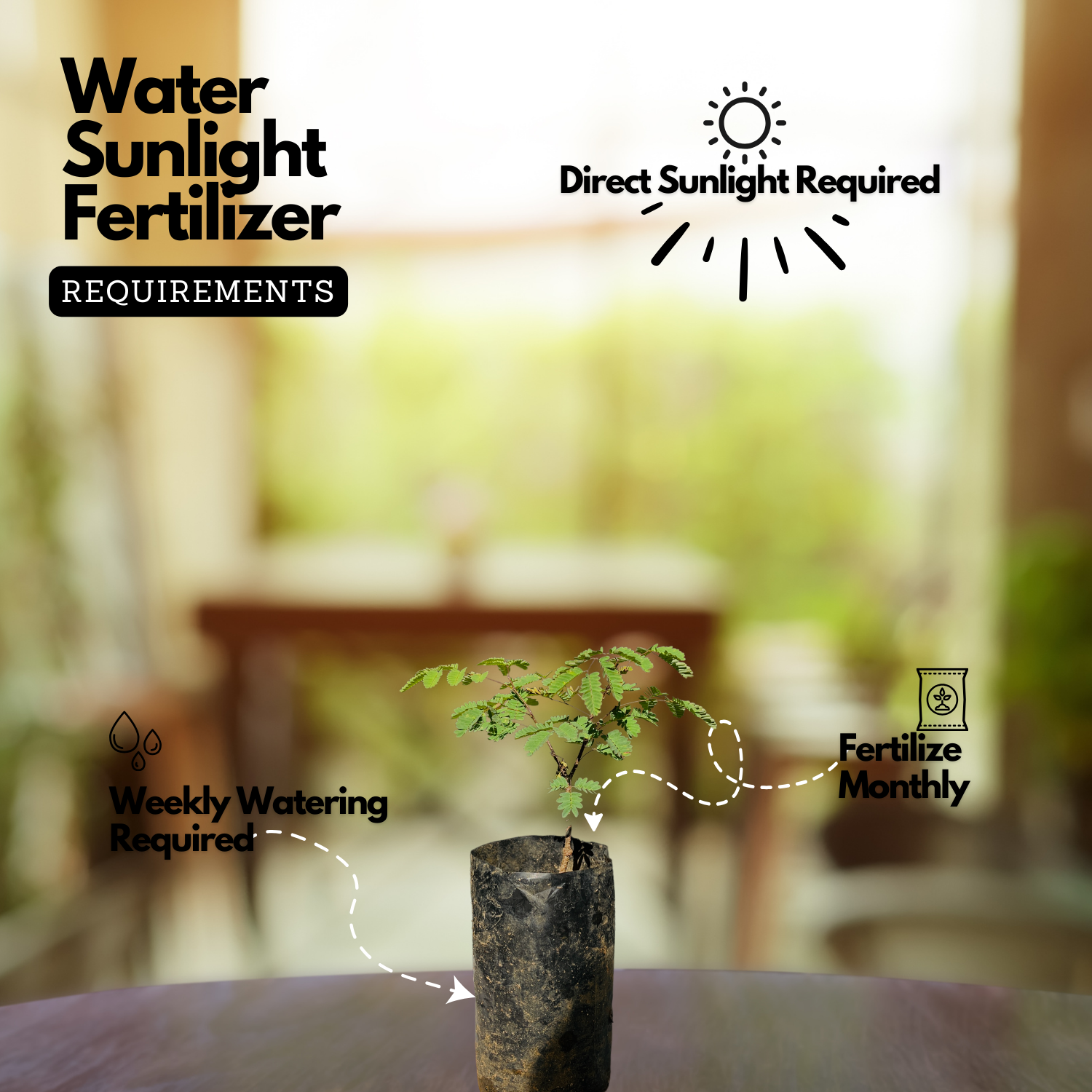 Divi-Divi plant (Libidibia coriaria) Flowering/Ornamental Live Plant (Home & Garden)