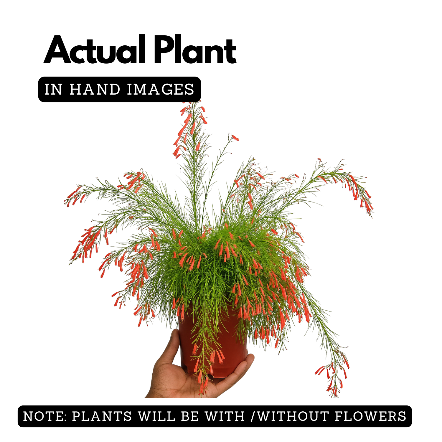 FireCrackerRed Live Plant (Home & Garden)