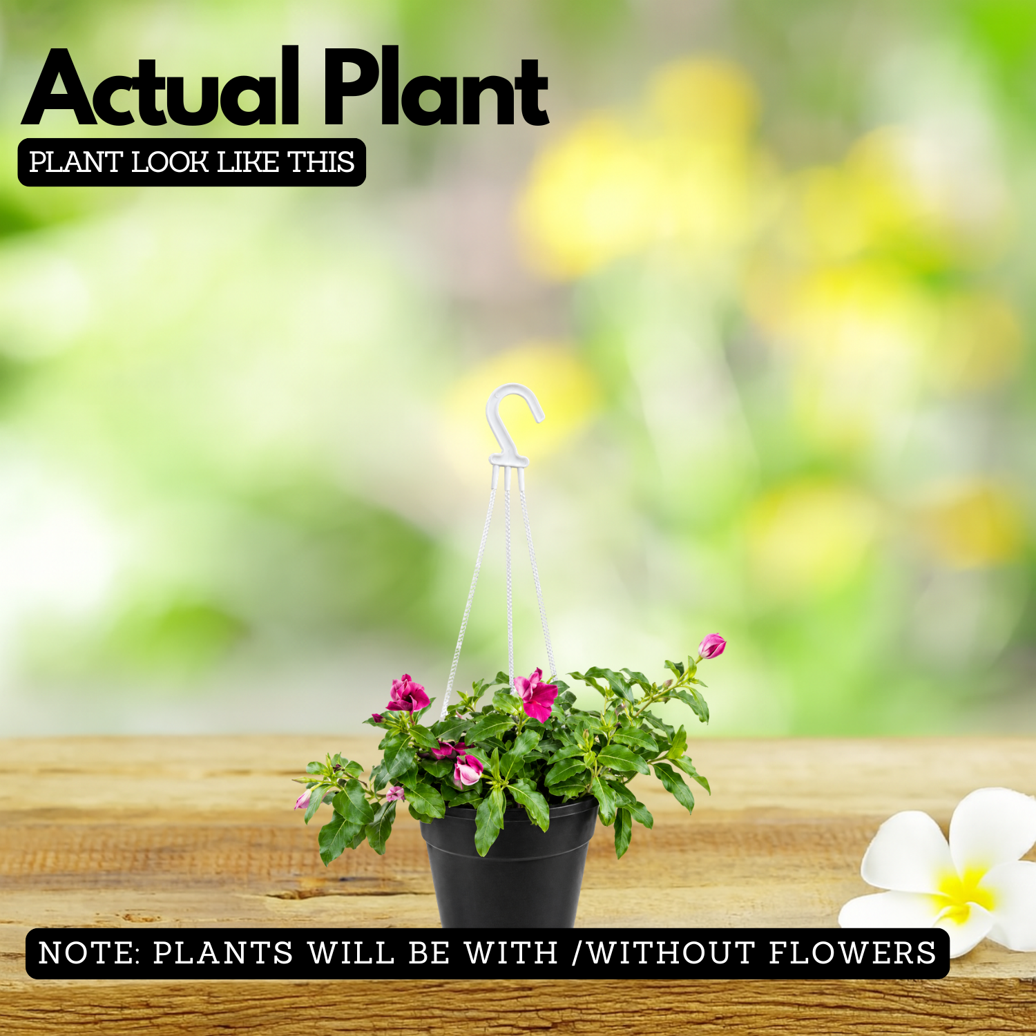 Hanging Vinca Live Plant (Any Colour) | Catharanthus Roseus | Ornamental Flowering Plant for Home & Garden