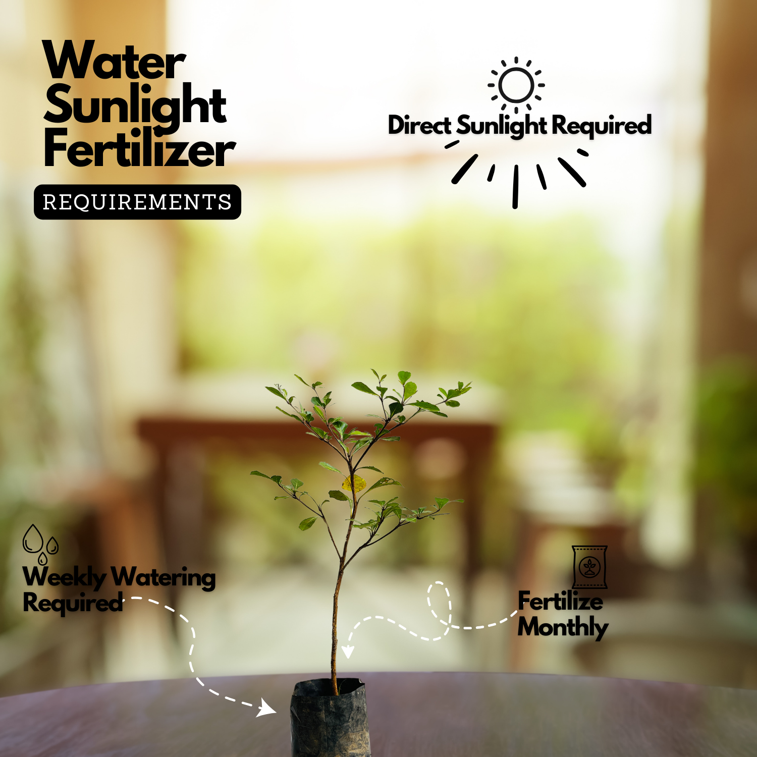 Terminalia Green Ornamental Live Plant (Home & Garden)