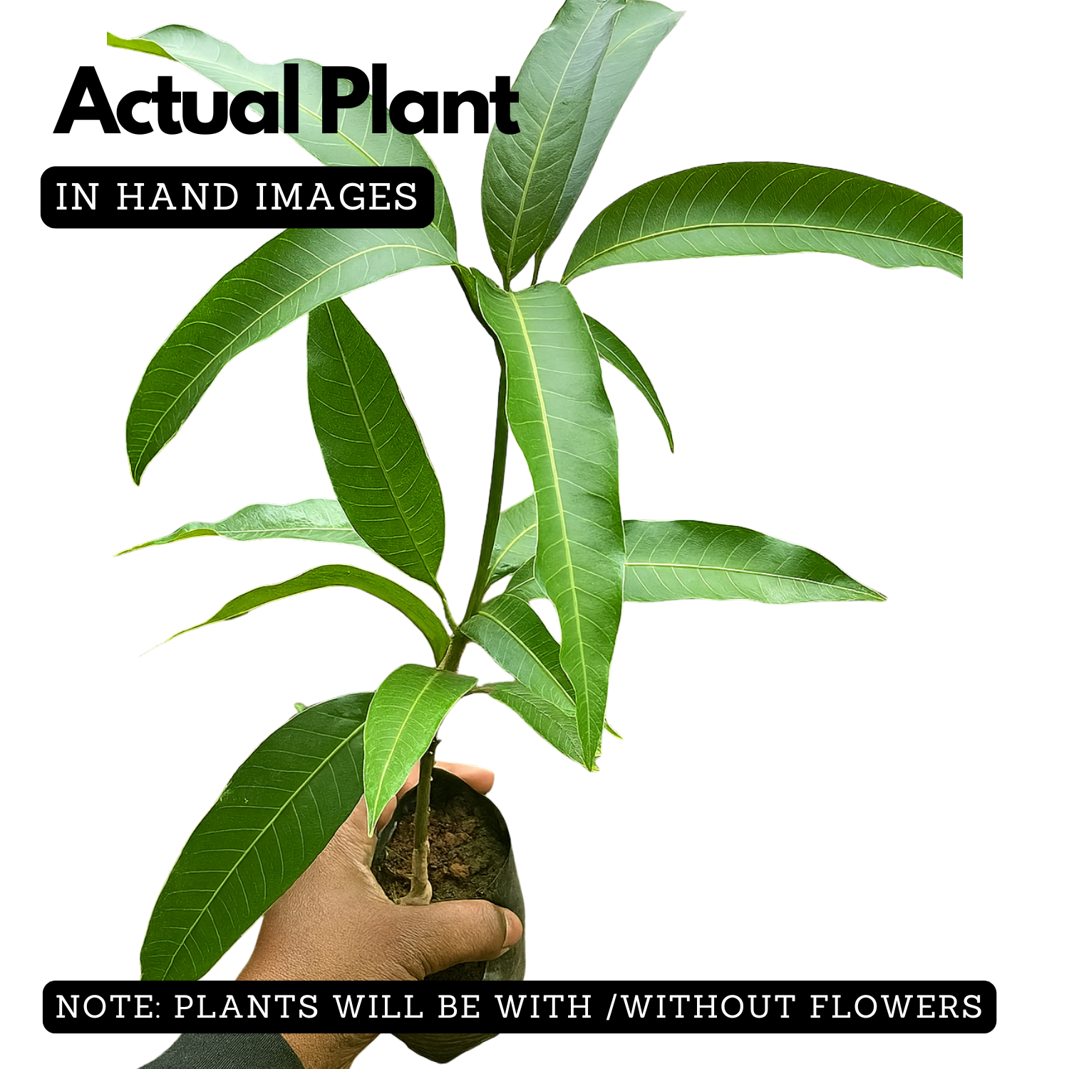 Chakkara Mango  (Grafted) (Mangifera indica) Fruit Live Plant (Home & Garden)
