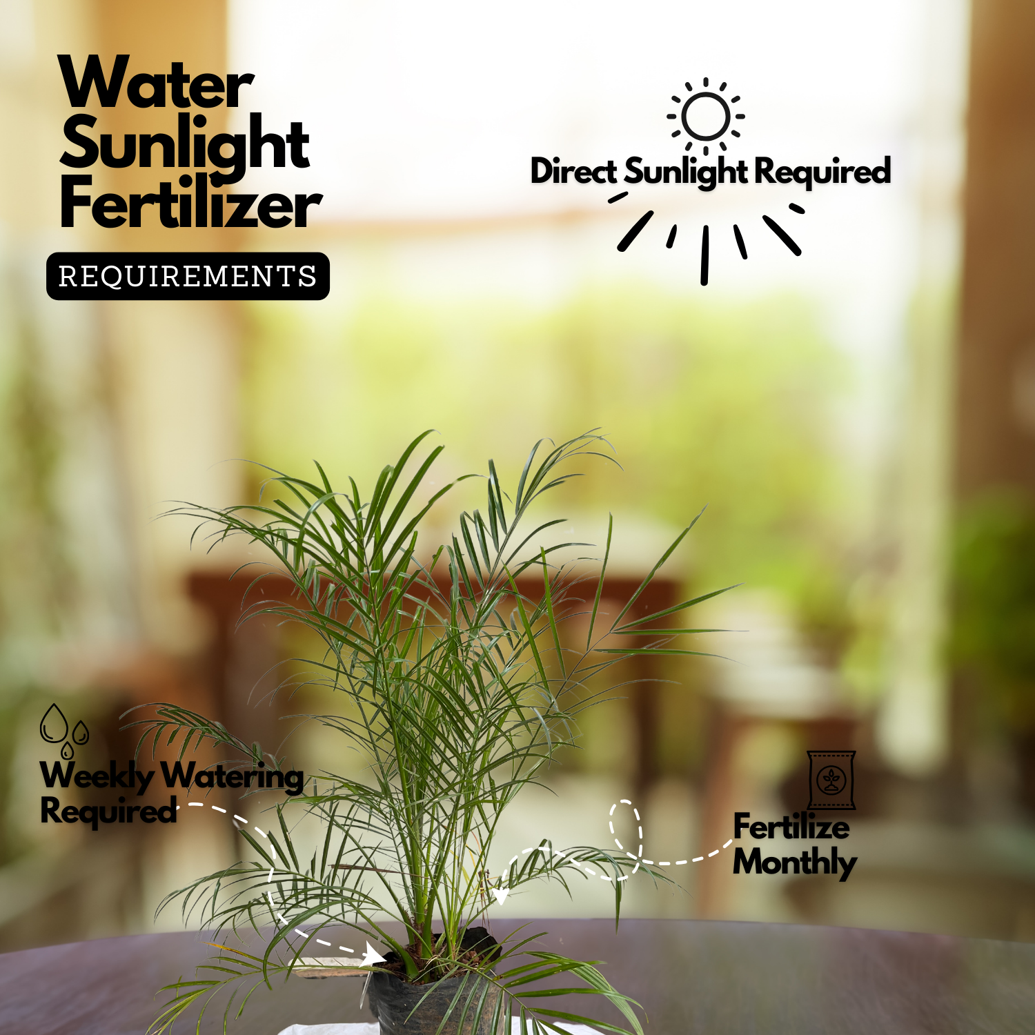 Phoenix Palm / Pygmy Date Palm (Phoenix roebelenii) Ornamental Live Plant (Home & Garden)