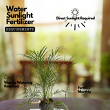 Phoenix Palm / Pygmy Date Palm (Phoenix roebelenii) Ornamental Live Plant (Home & Garden)