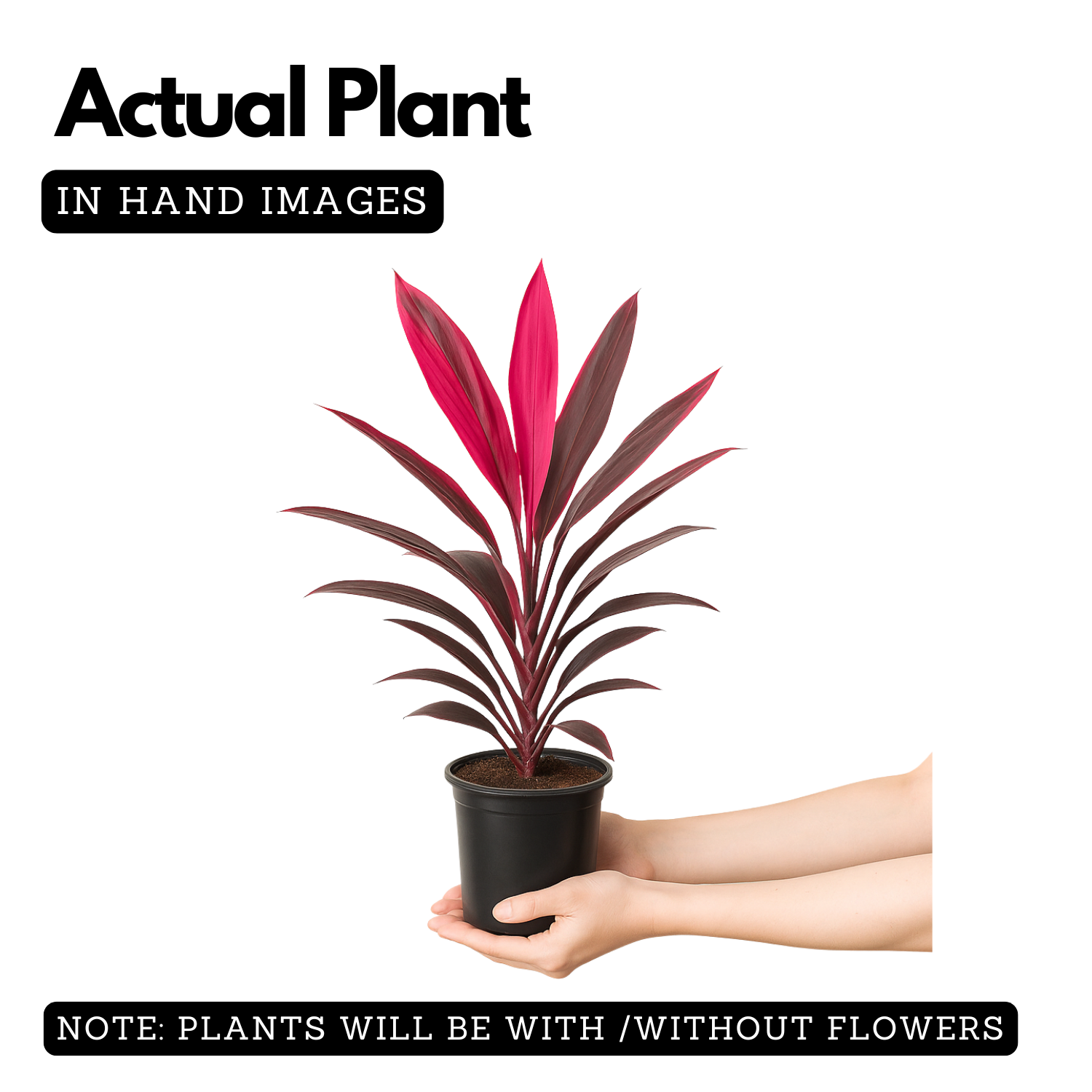 Dracaena Mahatma Plant - Cordyline Terminalis, Dracaena Baby DollLive Plant (Home & Garden)
