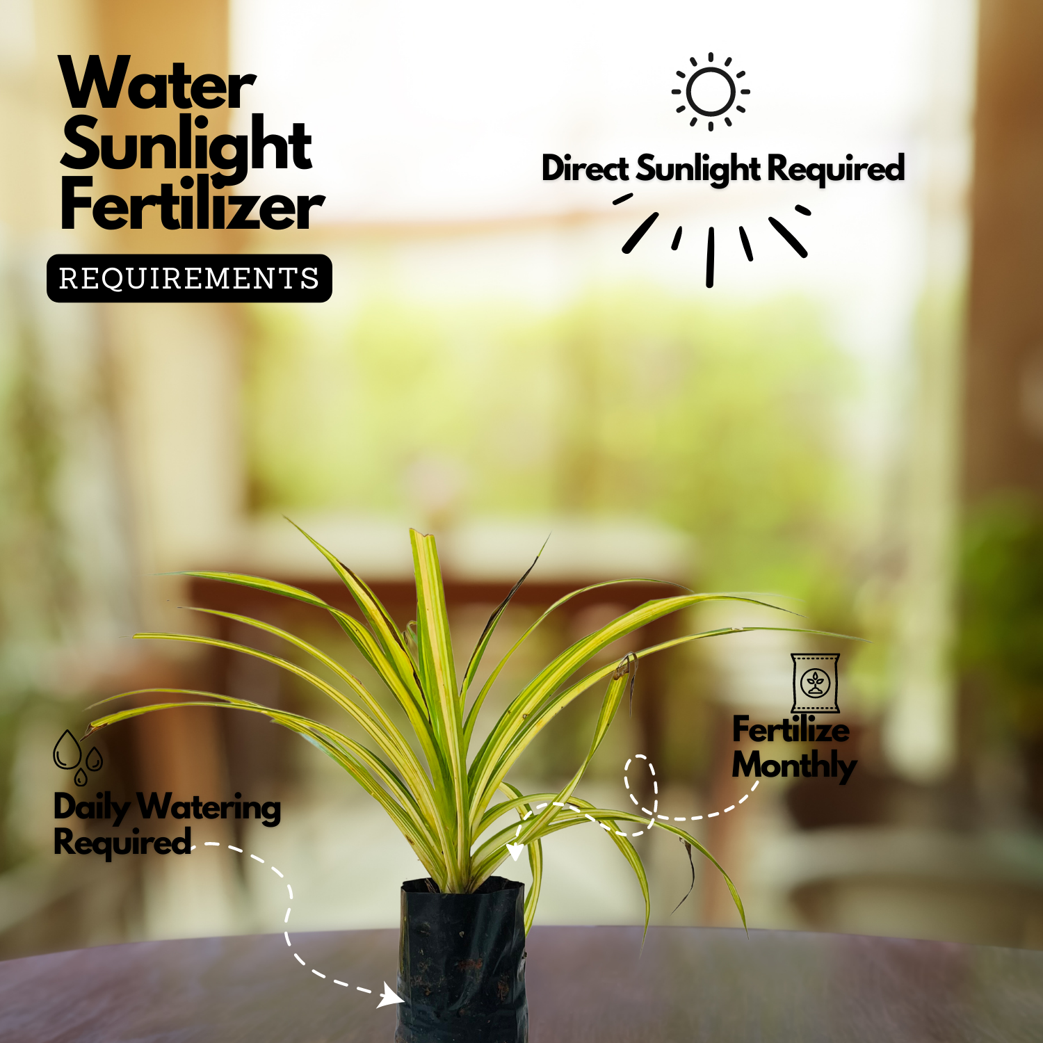 Pentanus / Spider Plant Ornamental Live Plant (Home & Garden)