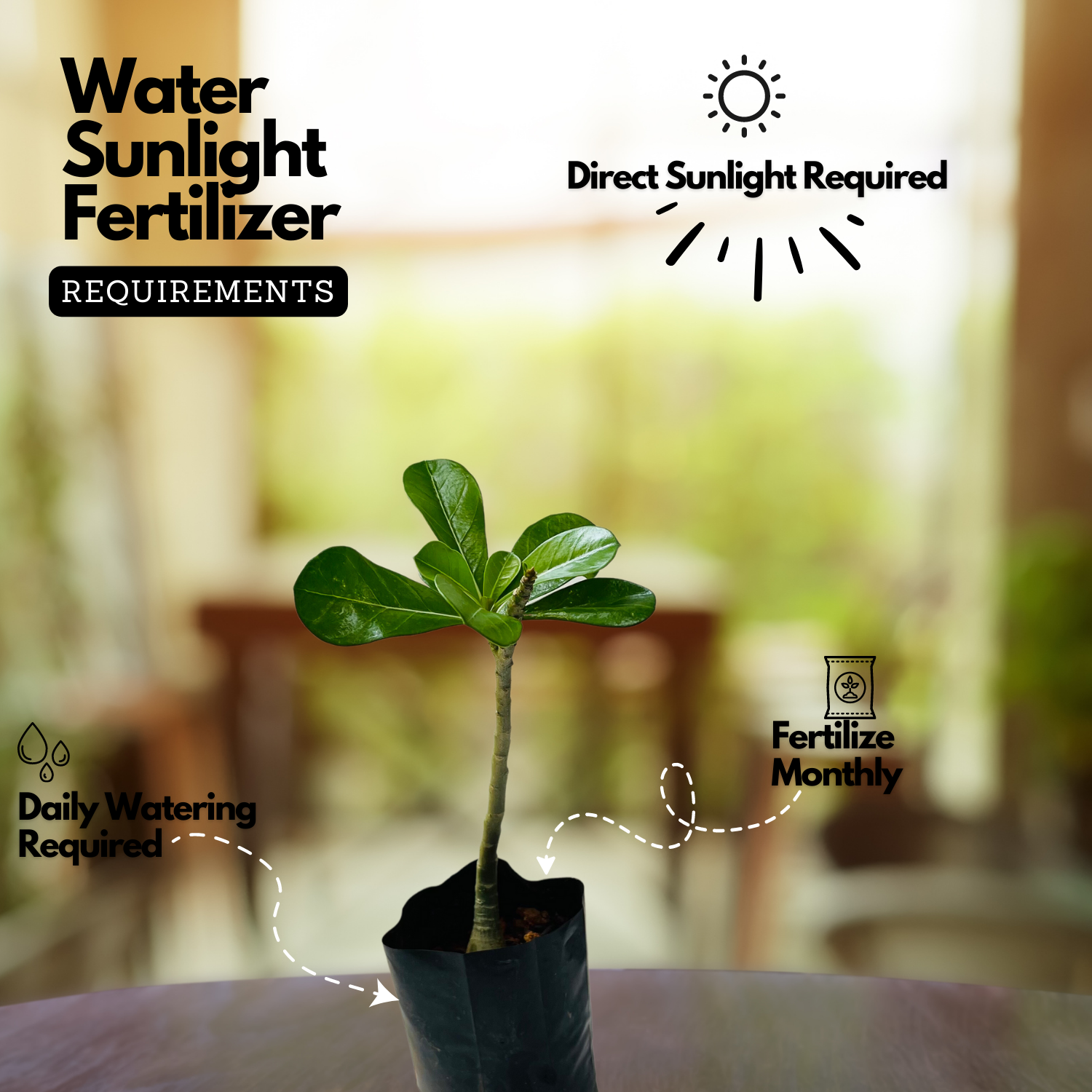 Adenium Plant | Desert Rose (Seedling) (Any Color)- Live Plant (Home & Garden)