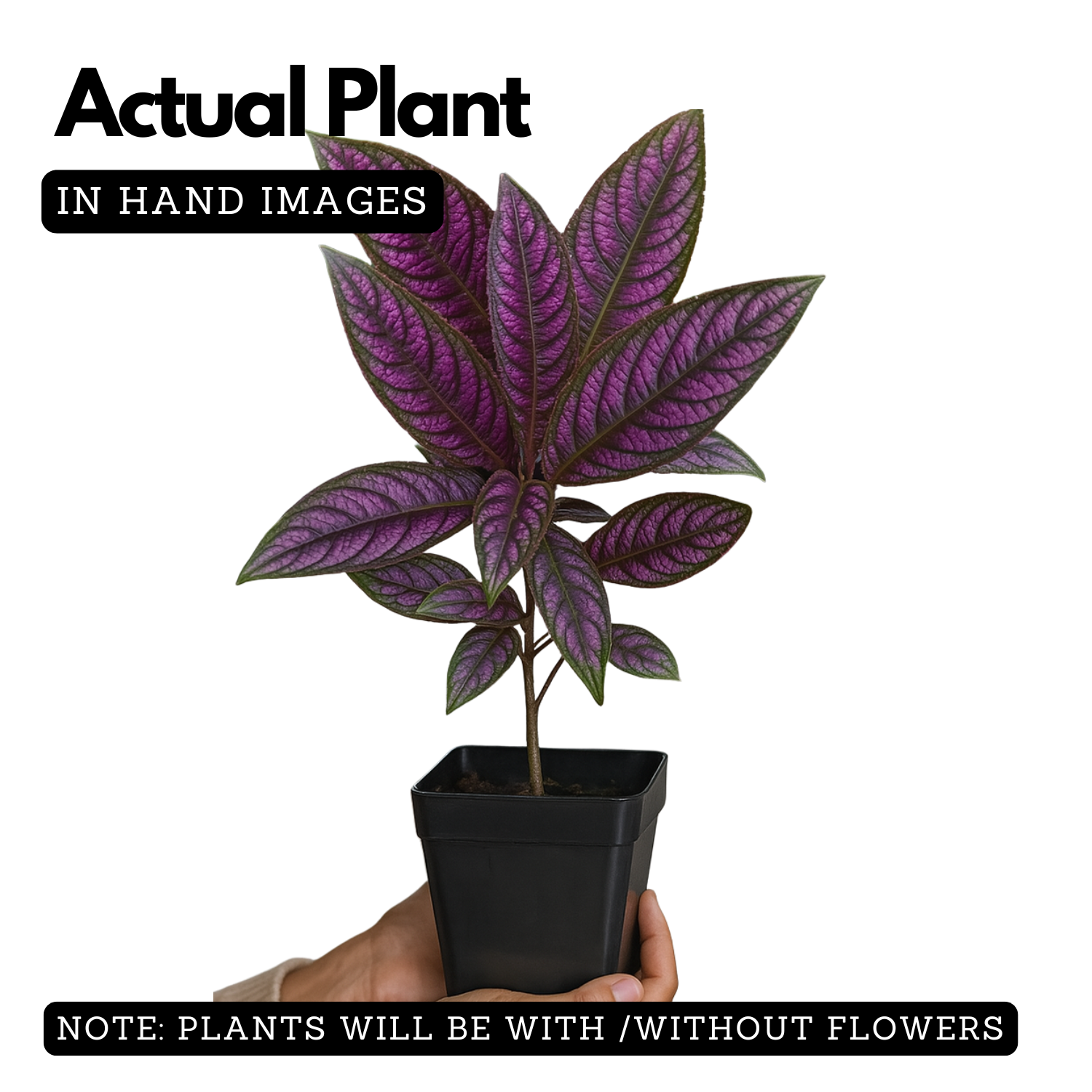 Peacock Plant, Persian Shield - Strobilanthes Dyerianus Live Plant (Home & Garden)
