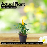 Lollipop Live Plant | Golden Shrimp Plant | Yellow Flowering Ornamental Shrub for Home & Garden