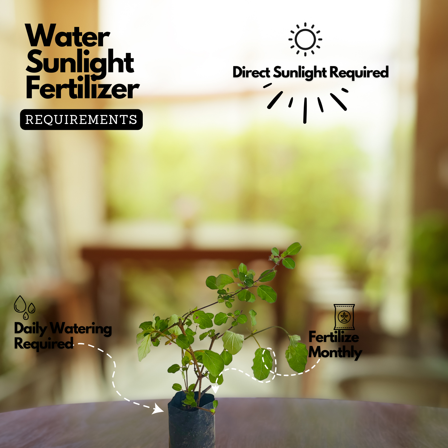 Thazhuthama (Boerhaavia Diffusa)Tamilama / Punarnava / Beshakapore /  Medicinal Live Plant (Home & Garden)