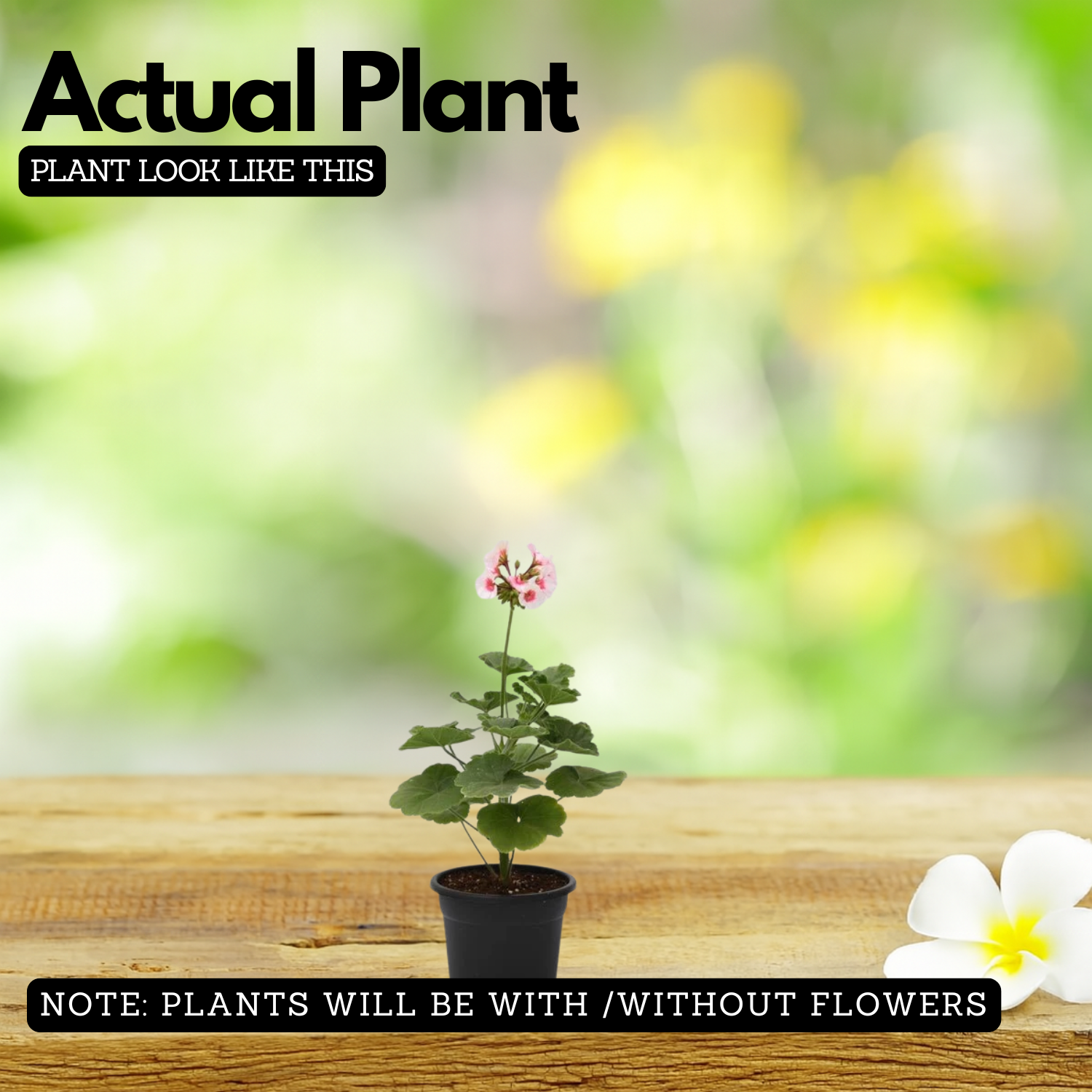Geranium Live Plant (Any Colour) | Flowering Ornamental Plant for Home & Garden