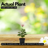 Geranium Live Plant (Any Colour) | Flowering Ornamental Plant for Home & Garden