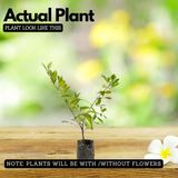 Sweet Kokum Live Plant | Punarpuli (Garcinia indica) Fruit Tree | Tropical Evergreen Fruit Plant for Home & Garden