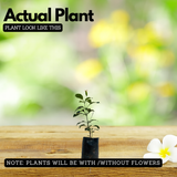 Flowering Plant Birth Star: Uthram (Plant: Kanakambaram | Crossandra | Firecracker Flower) (Crossandra Infundibuliformis) Flowering/Ornamental Live Plant (H&G)