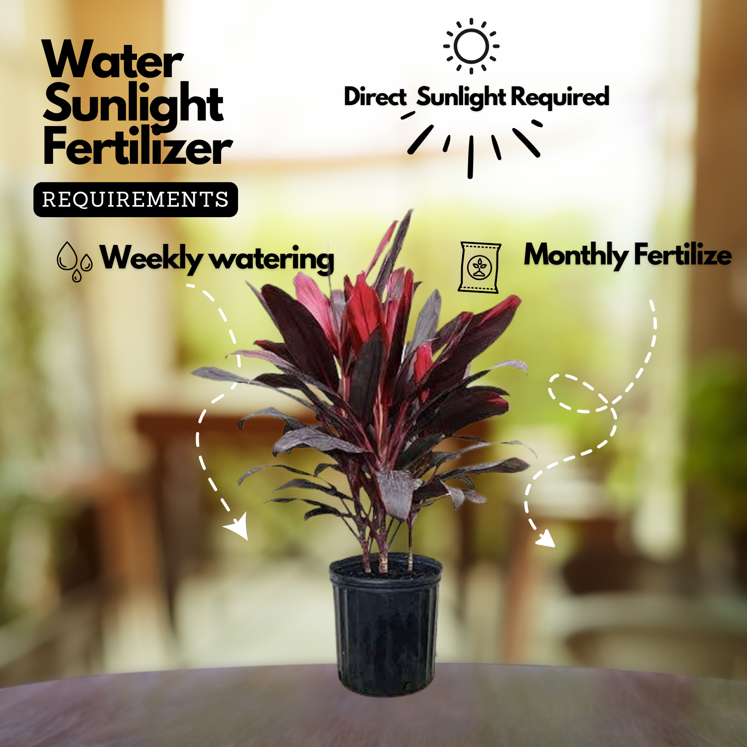 Dracaena Mahatma Plant - Cordyline Terminalis, Dracaena Baby DollLive Plant (Home & Garden)