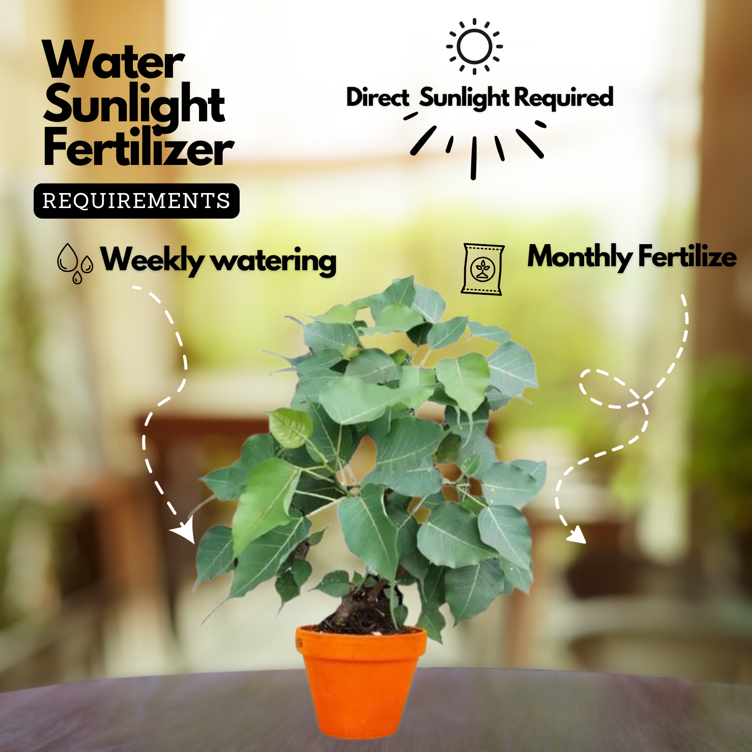 Peepal Tree(Ficus Religiosa)Live Plant (Home & Garden)