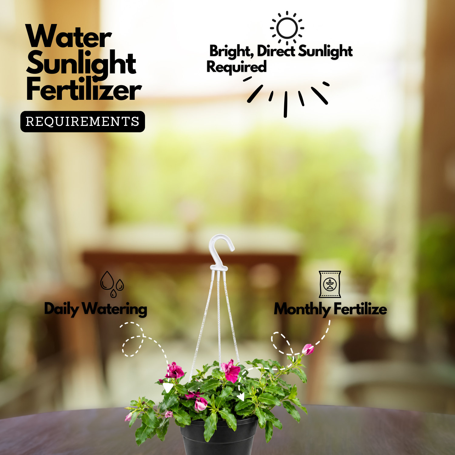 Hanging Vinca Live Plant (Any Colour) | Catharanthus Roseus | Ornamental Flowering Plant for Home & Garden