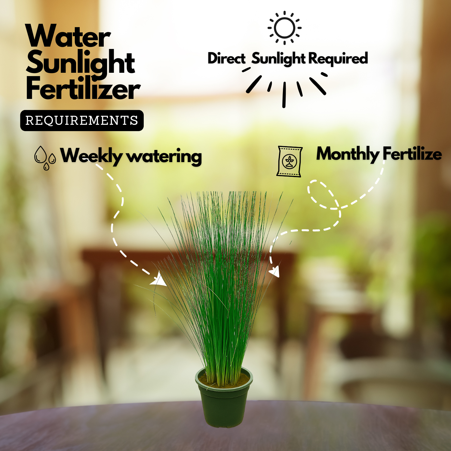 Pencil Grass(Juncus effusus) Live Plant (Home & Garden)