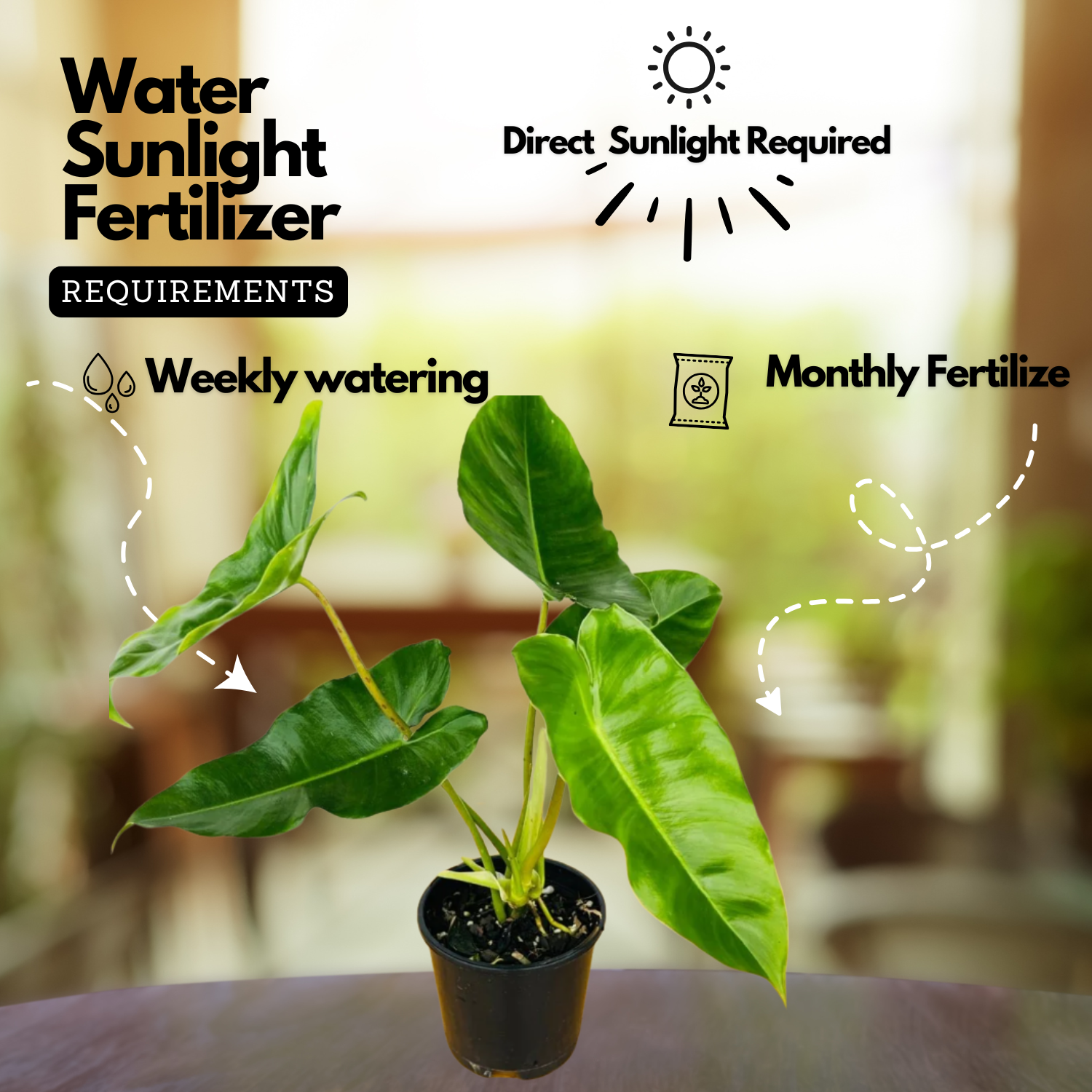 Philodendron burle-marxii Live Plant with Hanging For(Home & Graden)