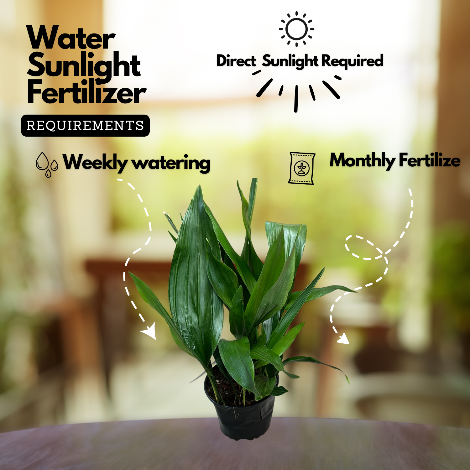 Cast Iron Plant (Aspidistra Elatior)(Bar-Room Plant)Live Plant (Home & Garden)