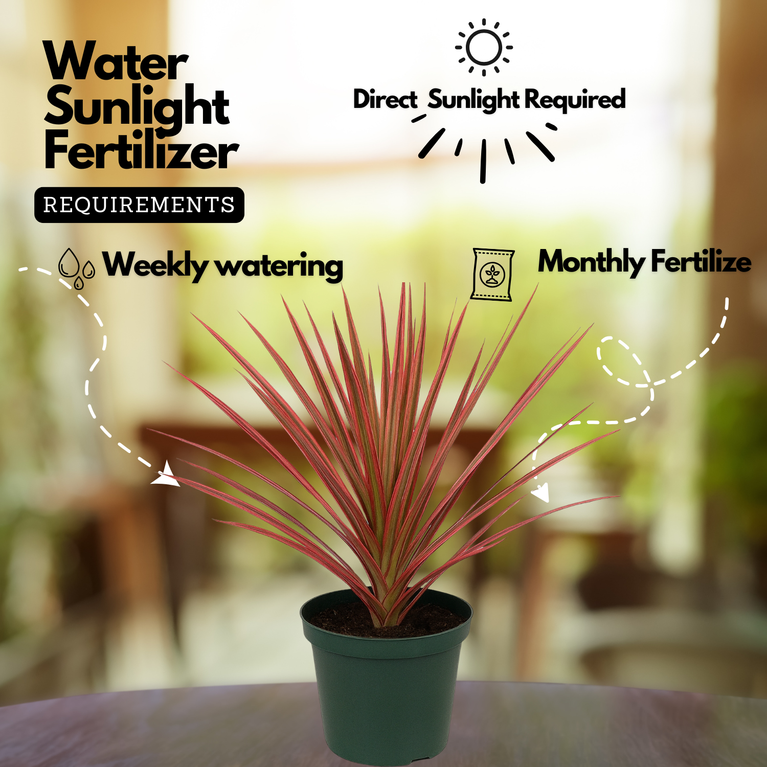 Dracaena Colorama( Dracaena marginata) Live Plant (Home & Garden)