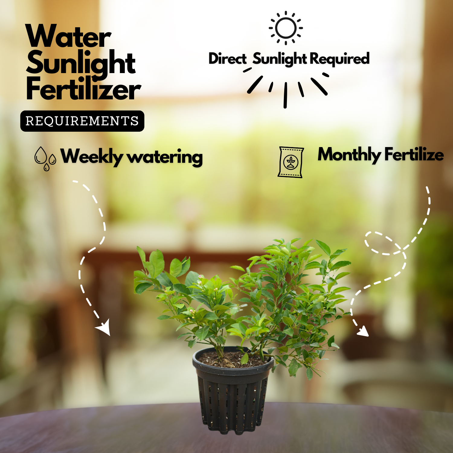 Cocktail Lemon Live Plant (Home & Garden)
