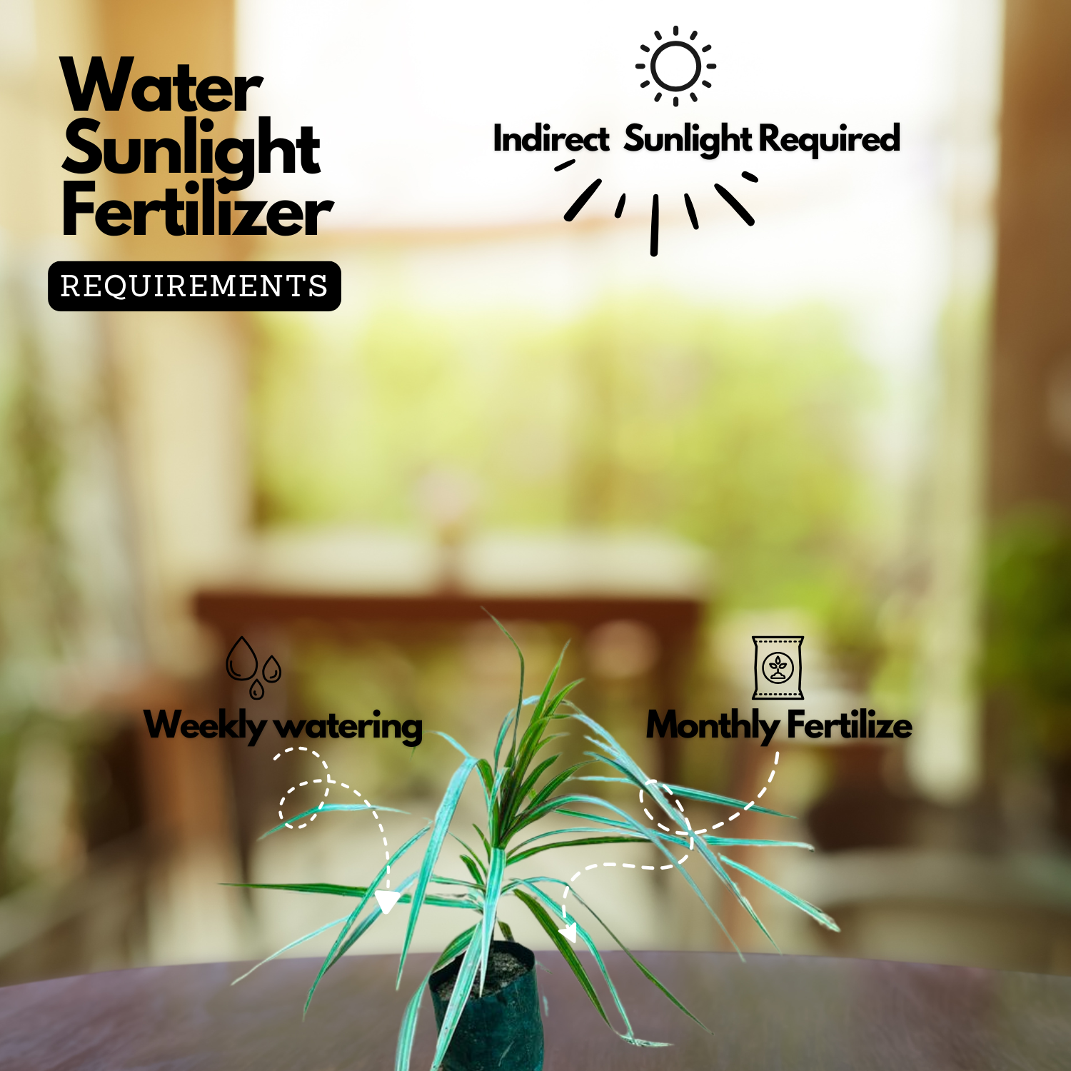 Dracena Chloroma Live Plant (Home & Garden)