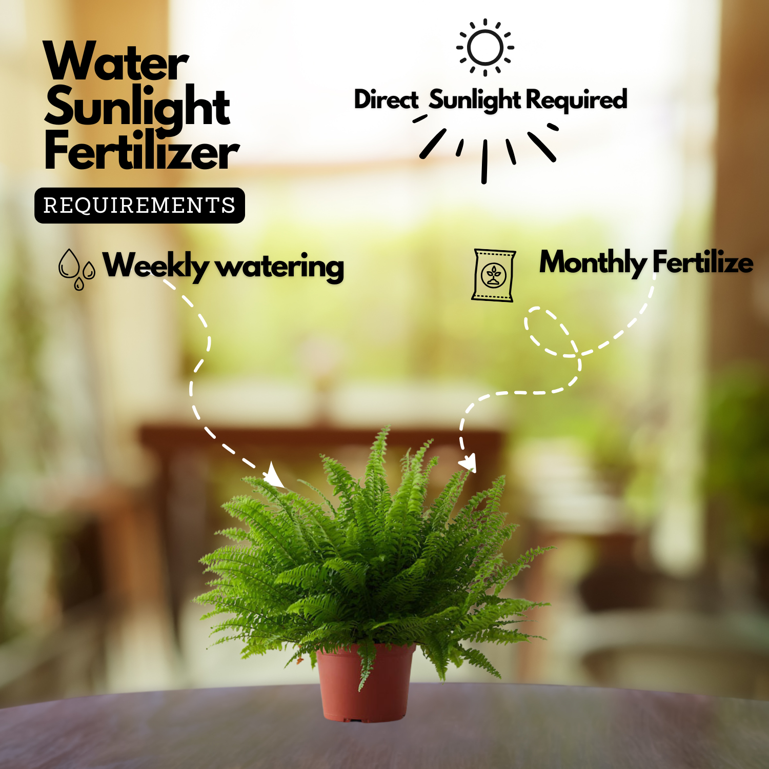 Boston fern plant (Nephrolepis exaltata)  (Home & Garden)
