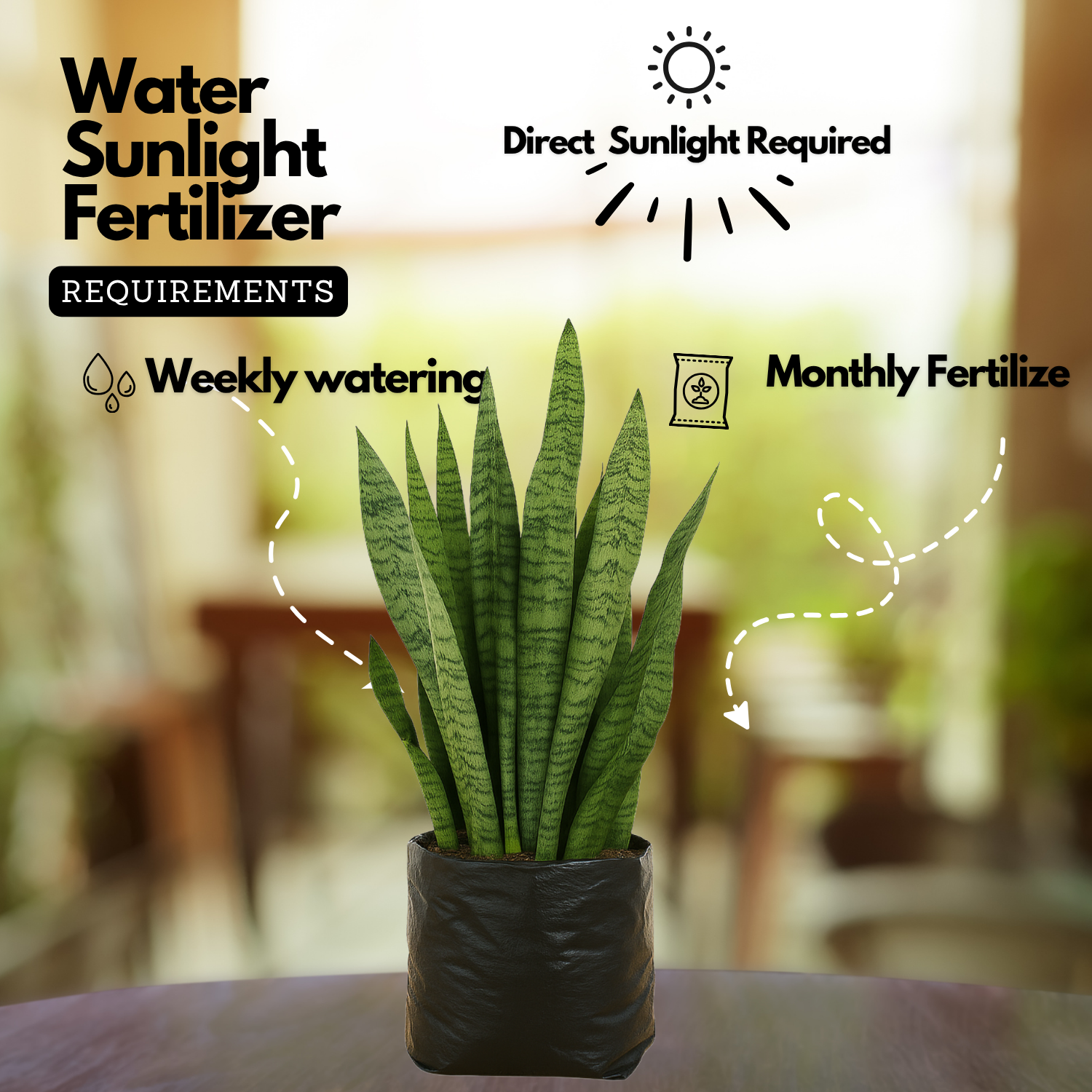 Live Snake Plant (Sansevieria trifasciata)(Home & Garden)