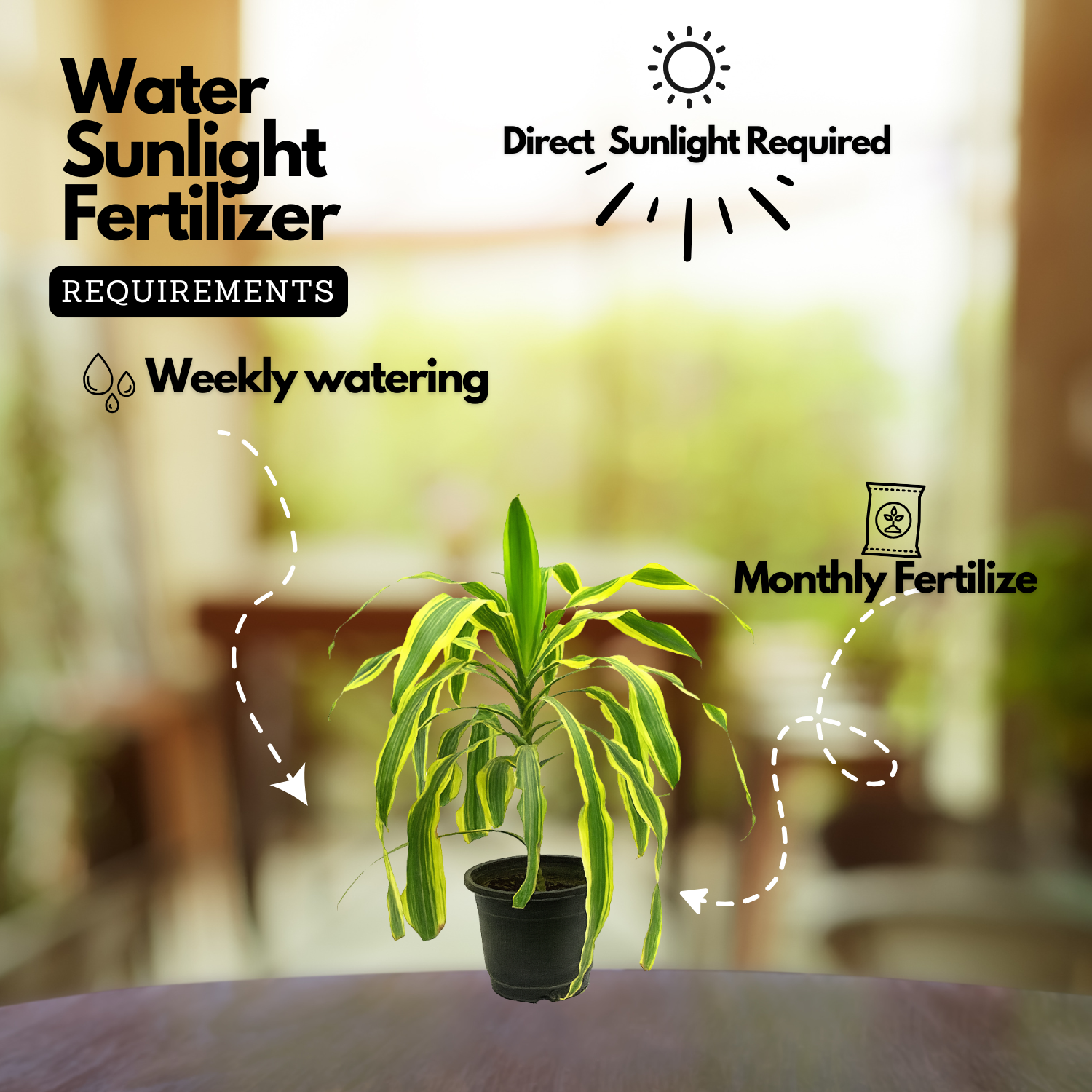 Dracaena Massangeana(Cornstalk Dracaena Variegated)Live Plant (Home & Garden)