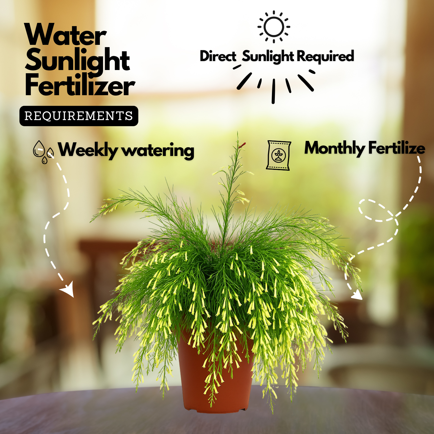 Fire Cracker White Live Plant (Home & Garden)