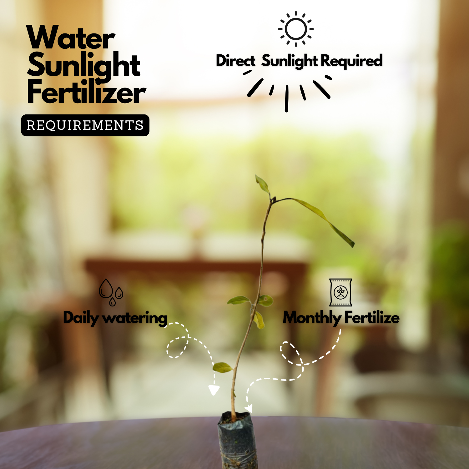 Peral / Banyan Tree (Ficus Benghalensis) Live plant (Home & Garden)