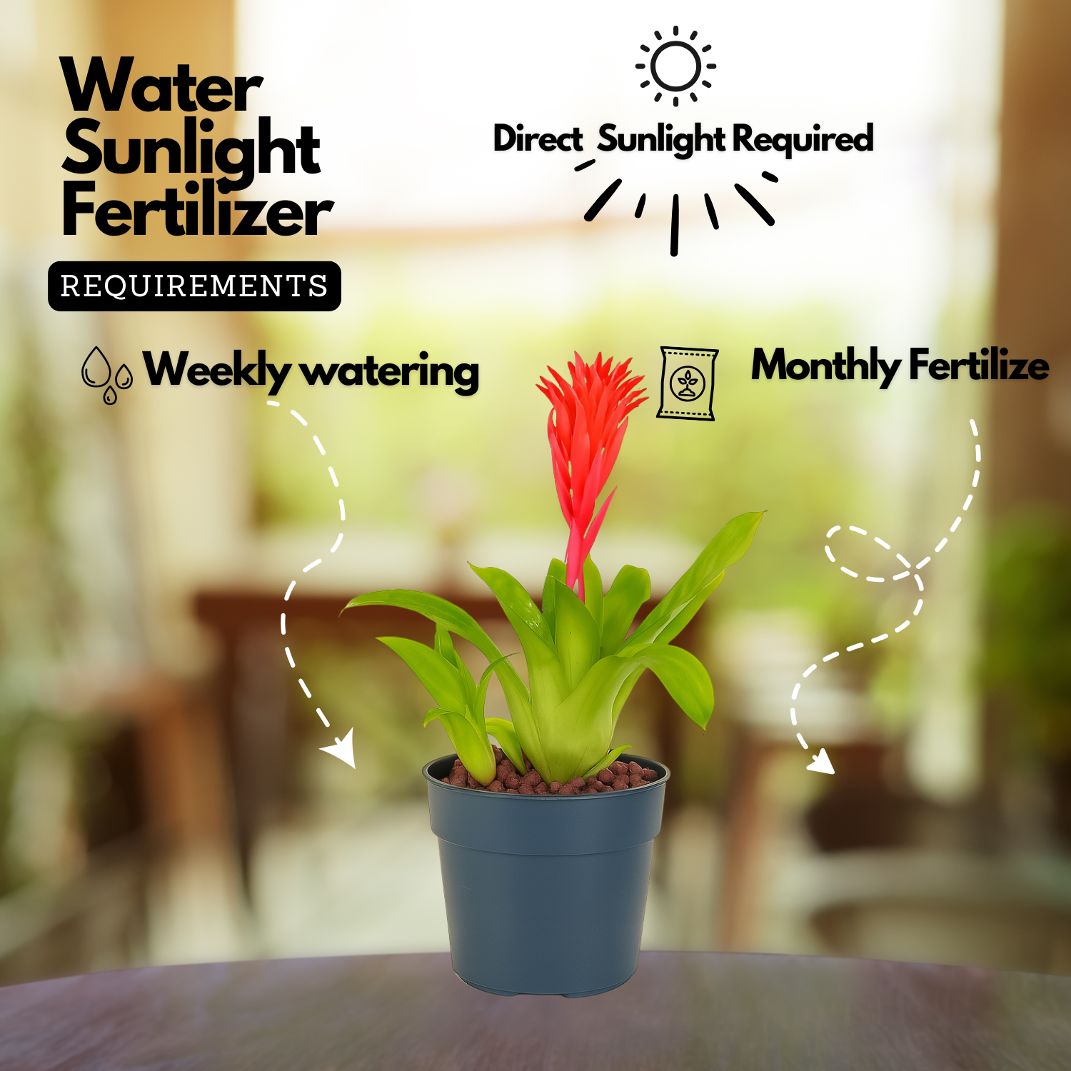 Bromeliads plant(Bromelioideae)Live Plant (Home & Garden)