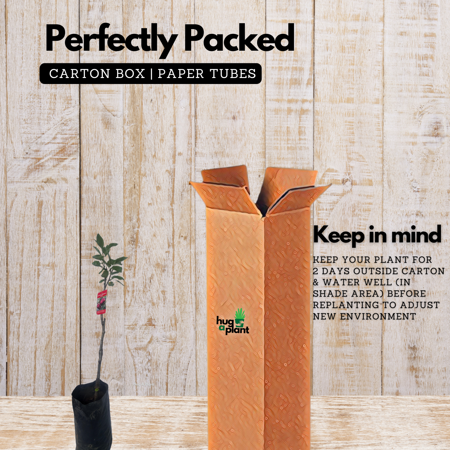 Japanese Babugosha Plant (Pyrus communis.) Fruit Live Plant (Home & Garden)