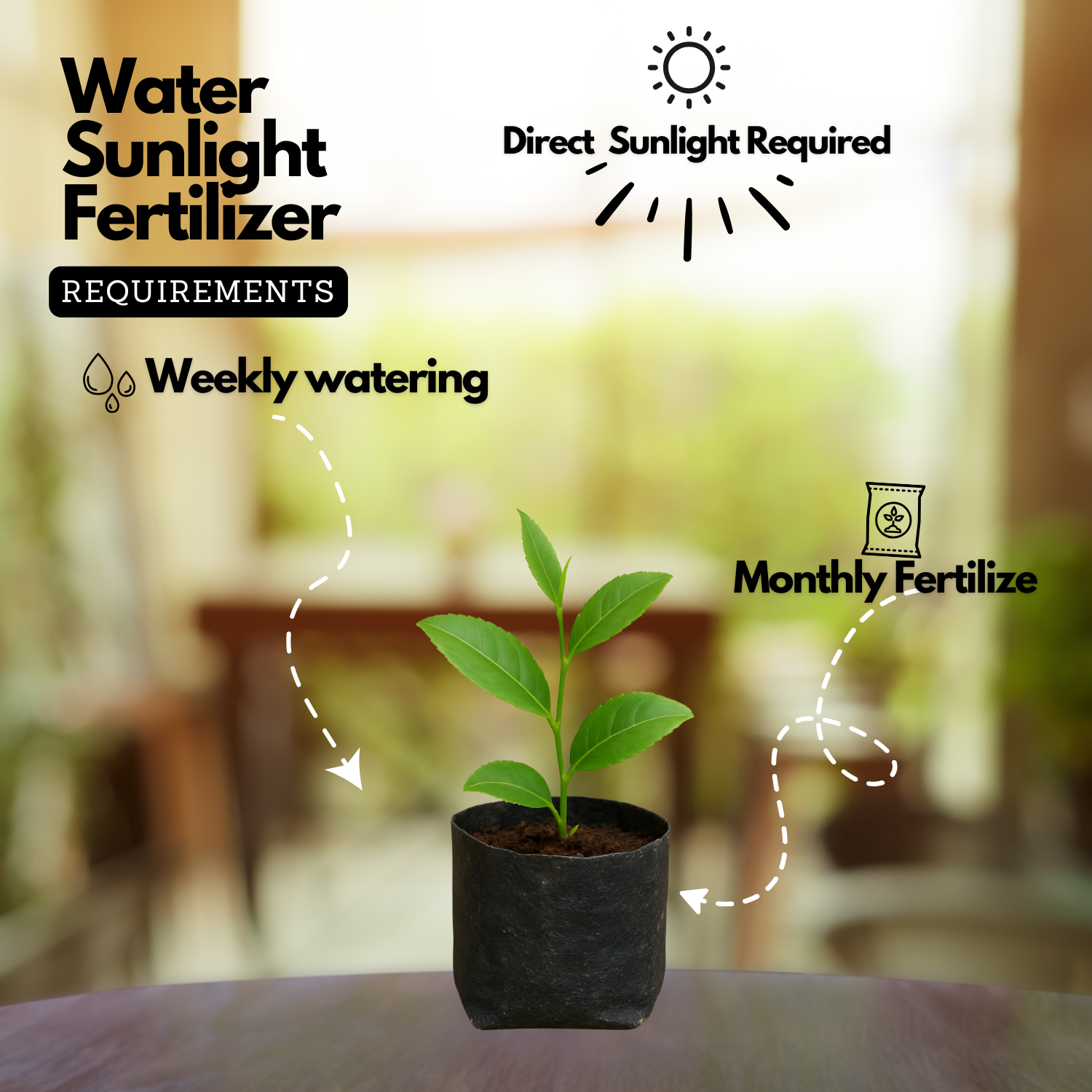 Tea Plant(Camellia Sinensis)Live Plant (Home & Garden Plants)