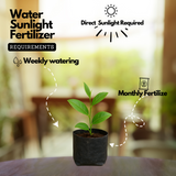 Tea Plant(Camellia Sinensis)Live Plant (Home & Garden Plants)