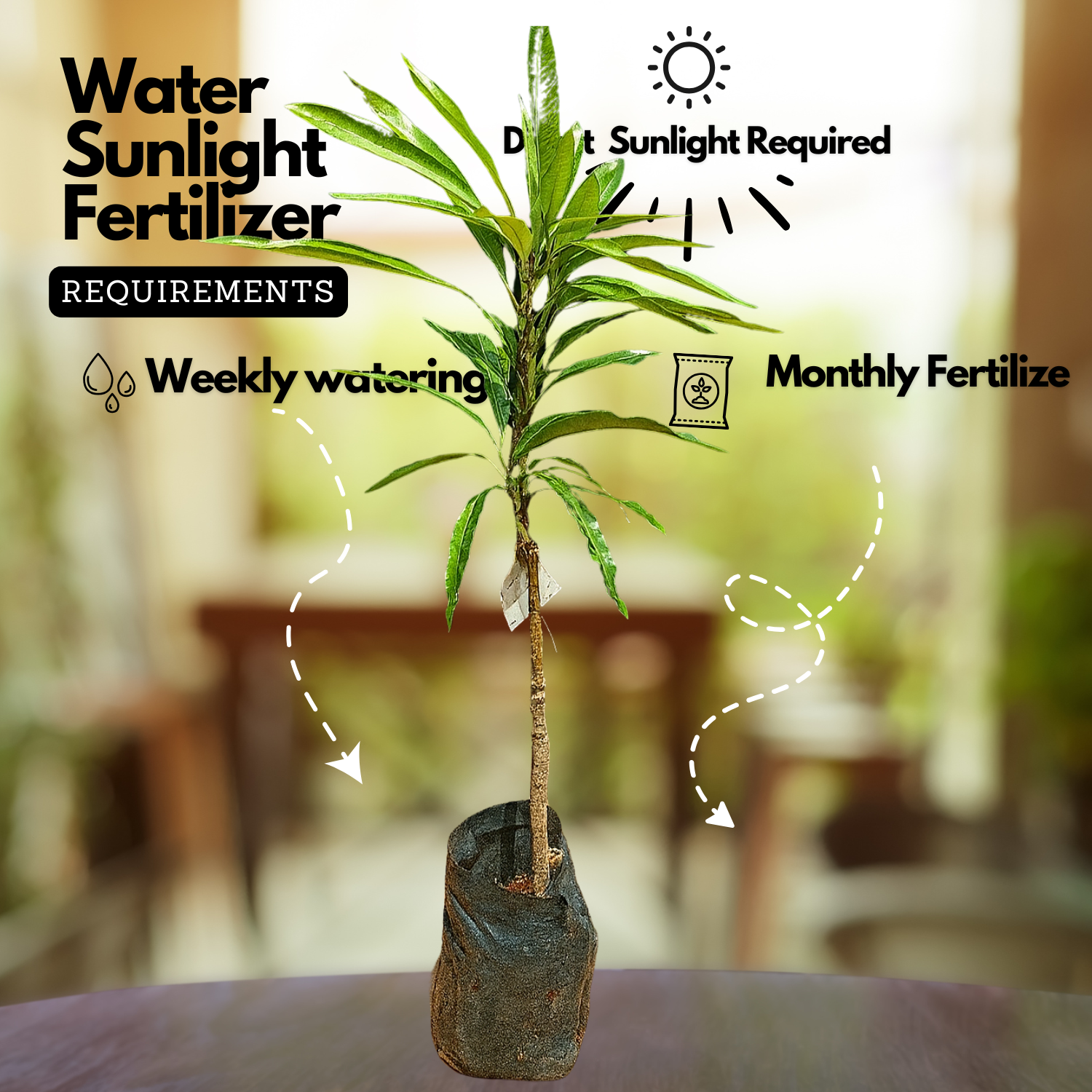 Kosseri Mango Grafted Fruit Plant (Home & Garden Plants)