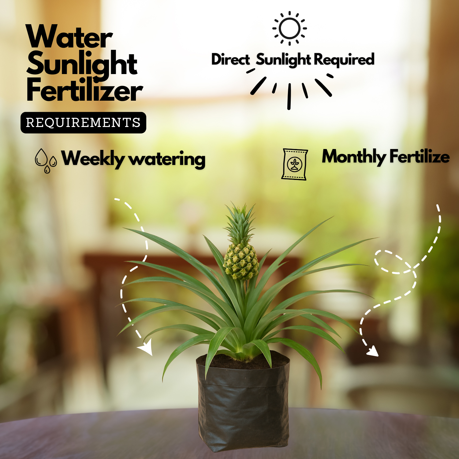 Ornamental Pine Apple Live Plant(Home & Garden)