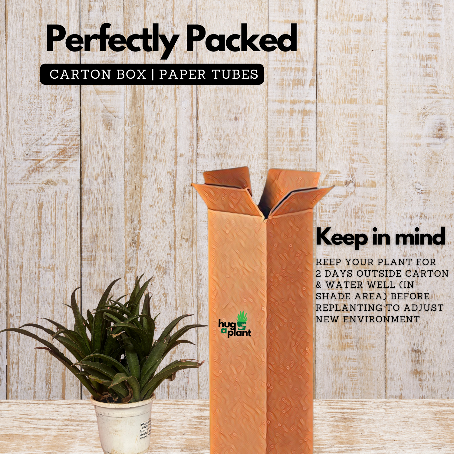 Sansevieria Lilliput (Snake Plant) Live Plant (Home & Garden)