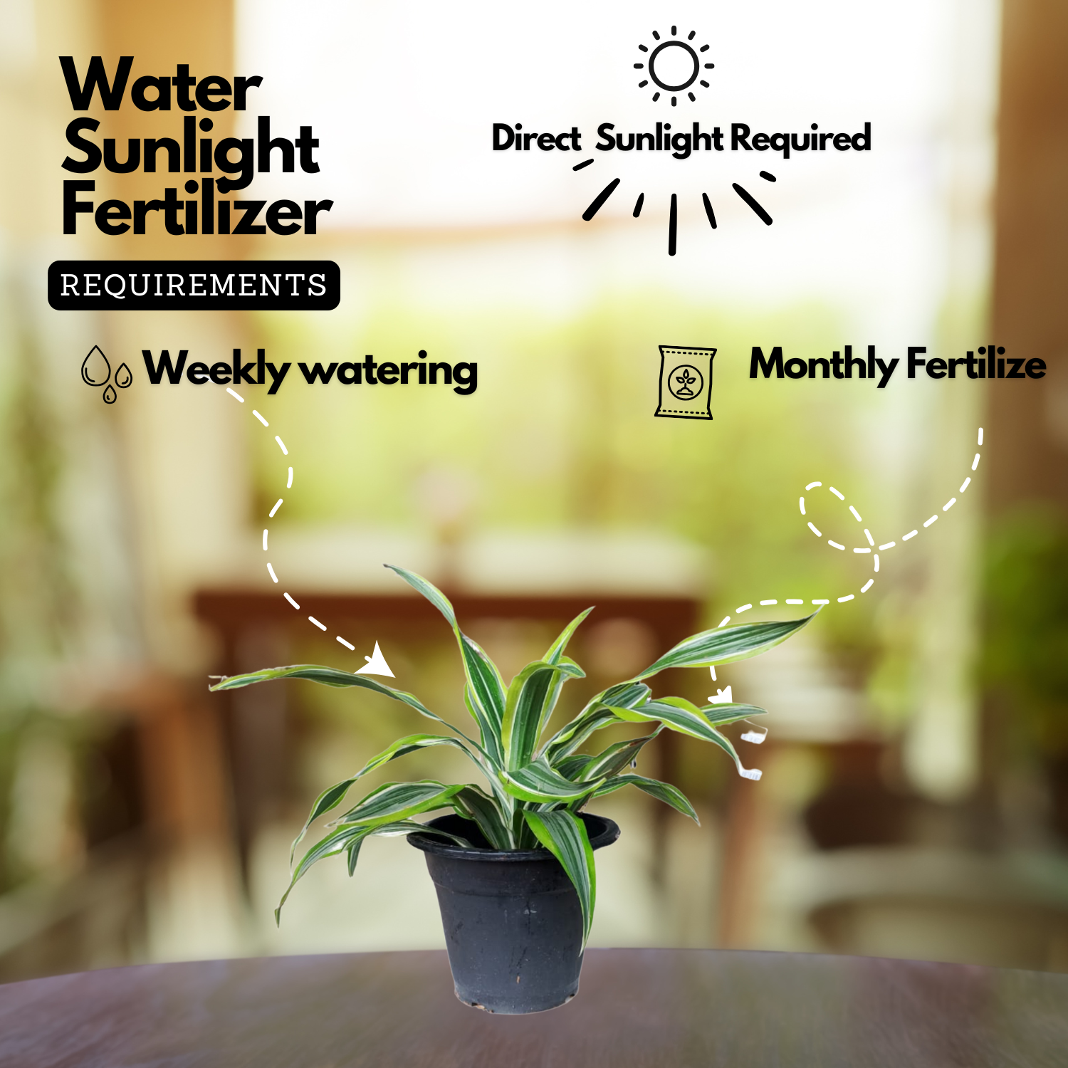 Dracaena Dara SinghLive Plant (Home & Garden)