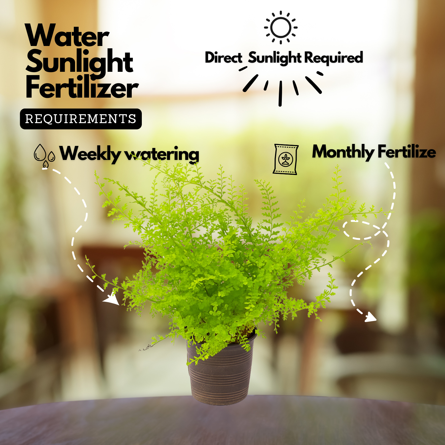 Cotton Candy Fern Live Plant (Home & Garden)