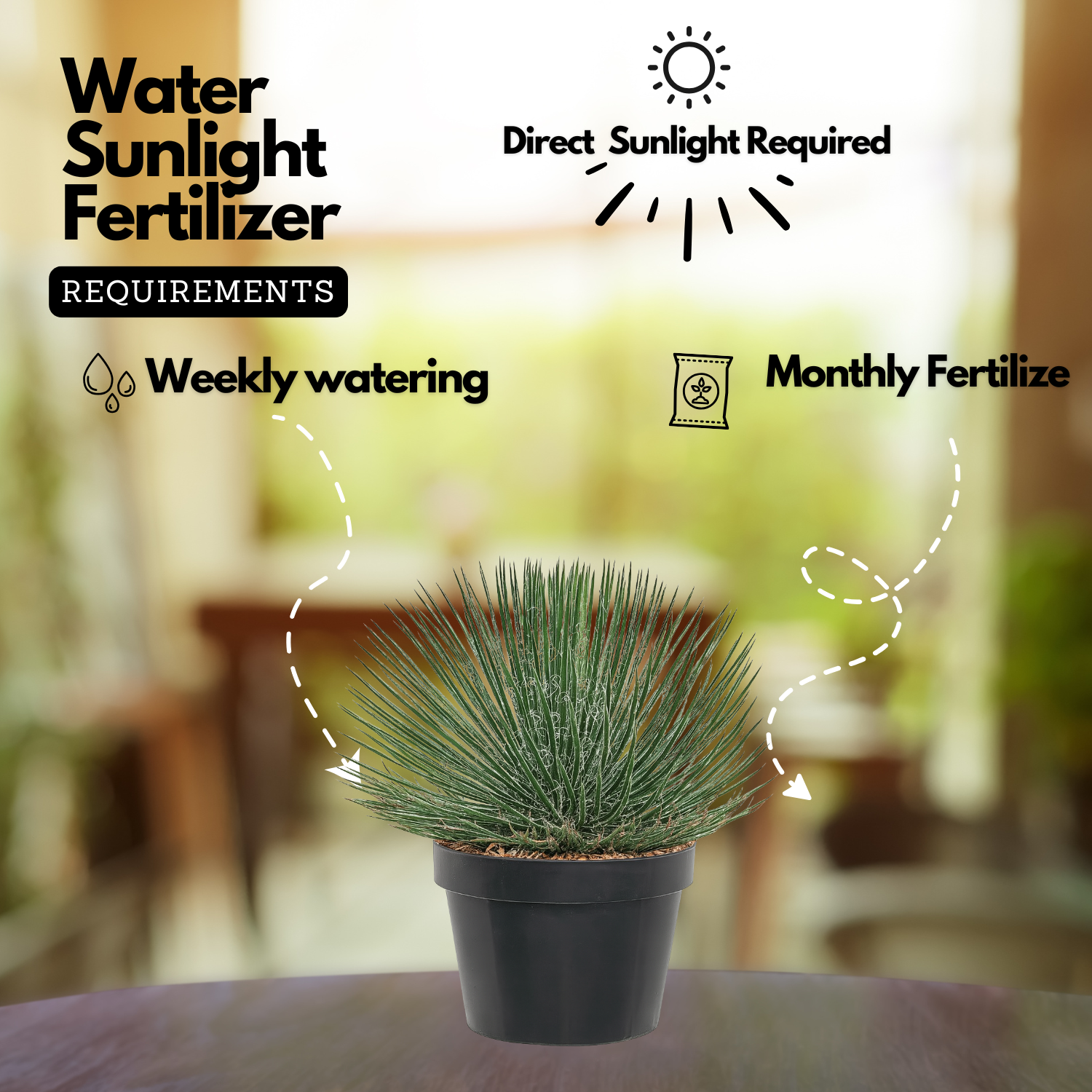 Agave Geminiflora Plant(Twin-flowered Agave)Live Plant (Home & Garden)