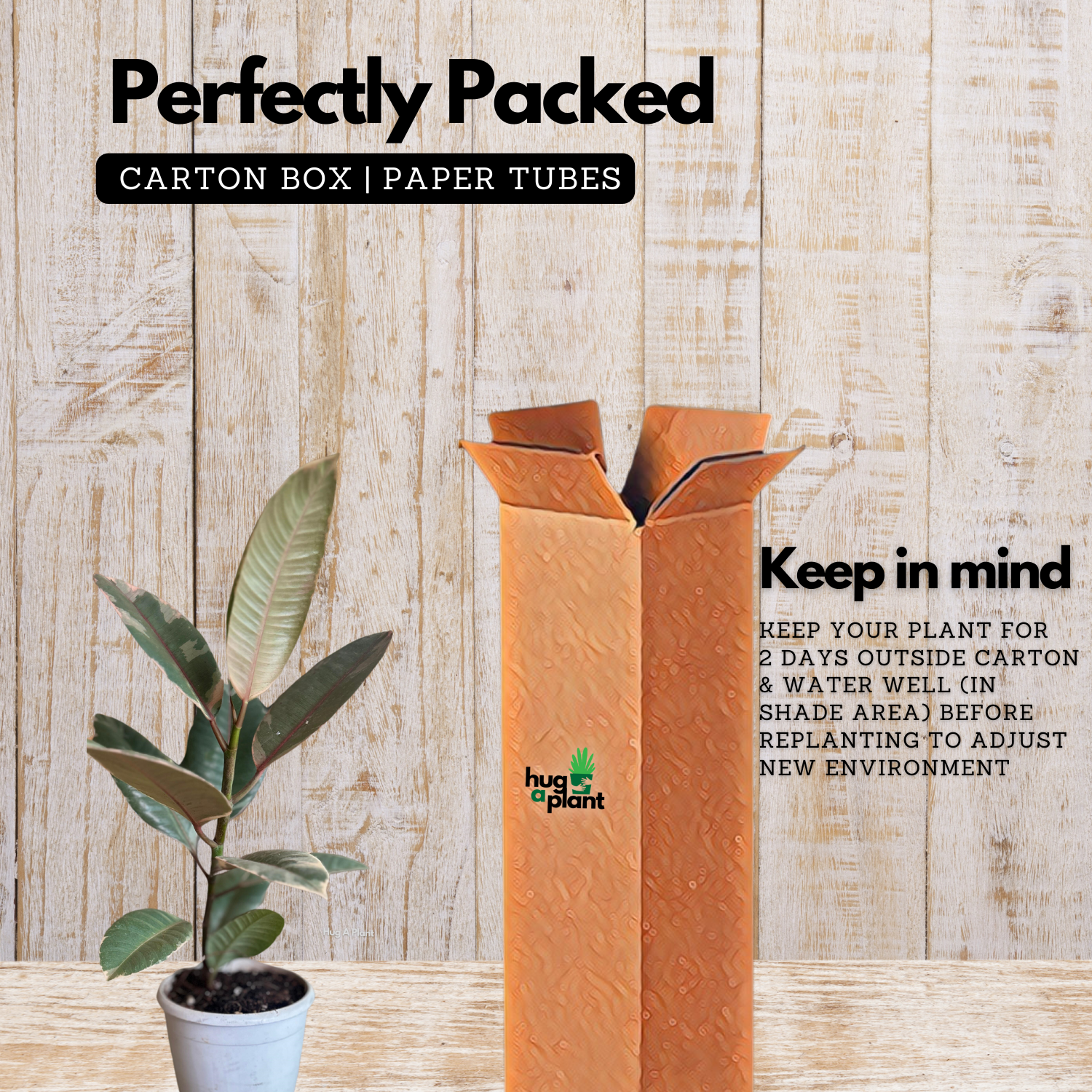 Rubber Plant  (Ficus elastica Ruby ) - Live Plant (Home & Garden)