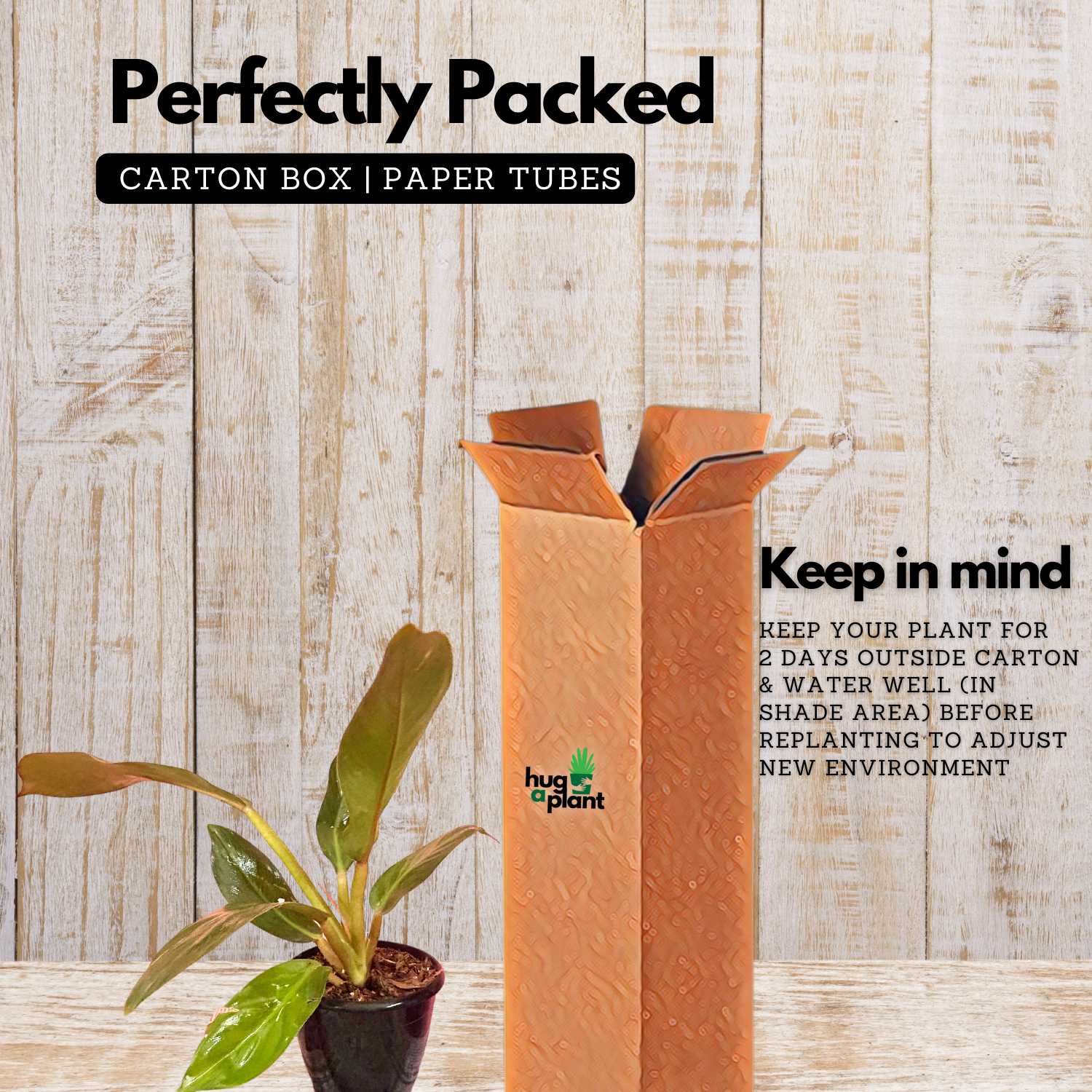 Philodendron Golden Melinonii Live Plant in 5 inch Pot  (Home & Garden)