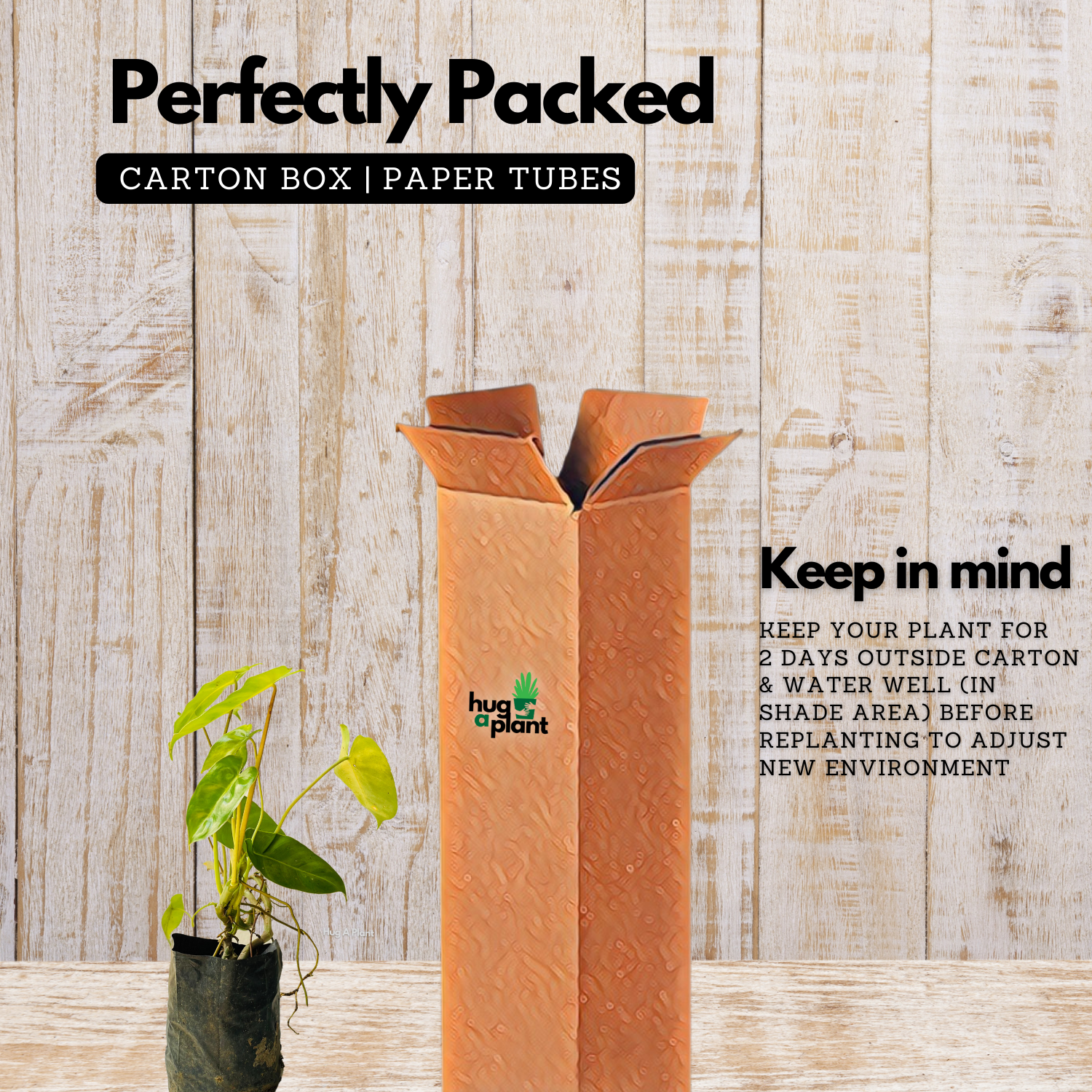 Kerala Hybrid Philodendron Ornamental / Creeper Live Plant (Home & Garden)