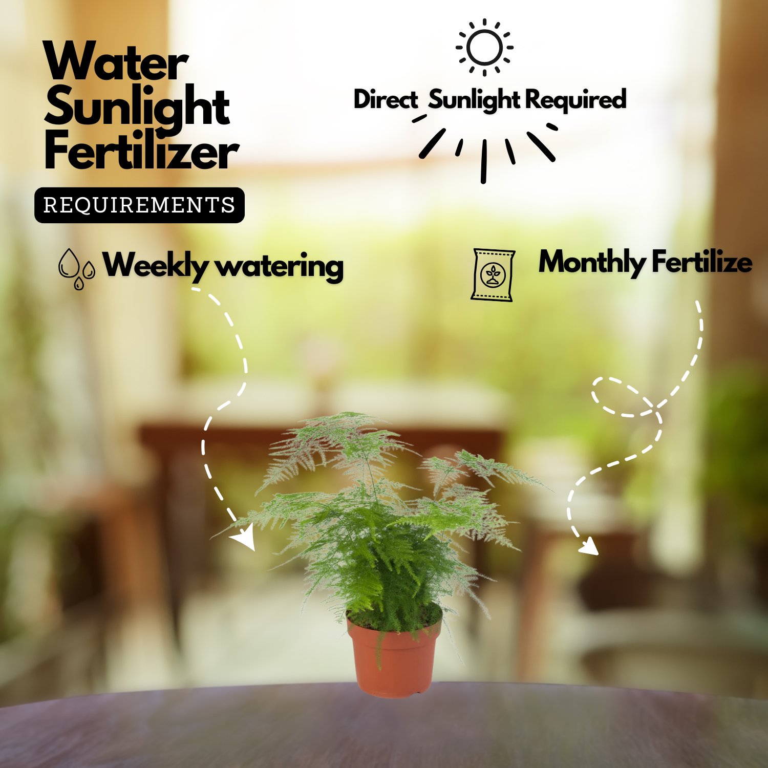 Asparagus Plumosus Live Plant (Home & Garden)