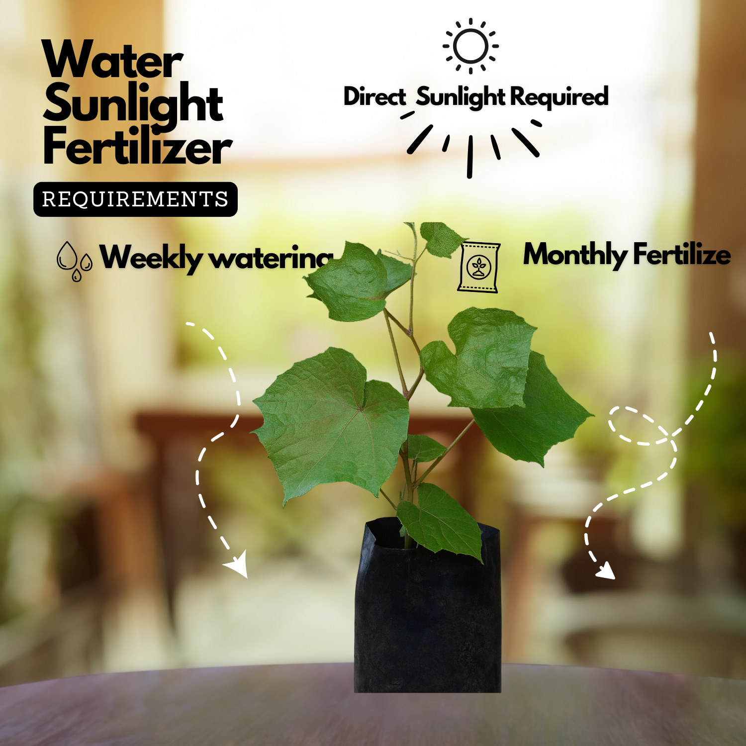 Cambodian Grape(Ampelocissus martini) Live Plant (Home & Garden)