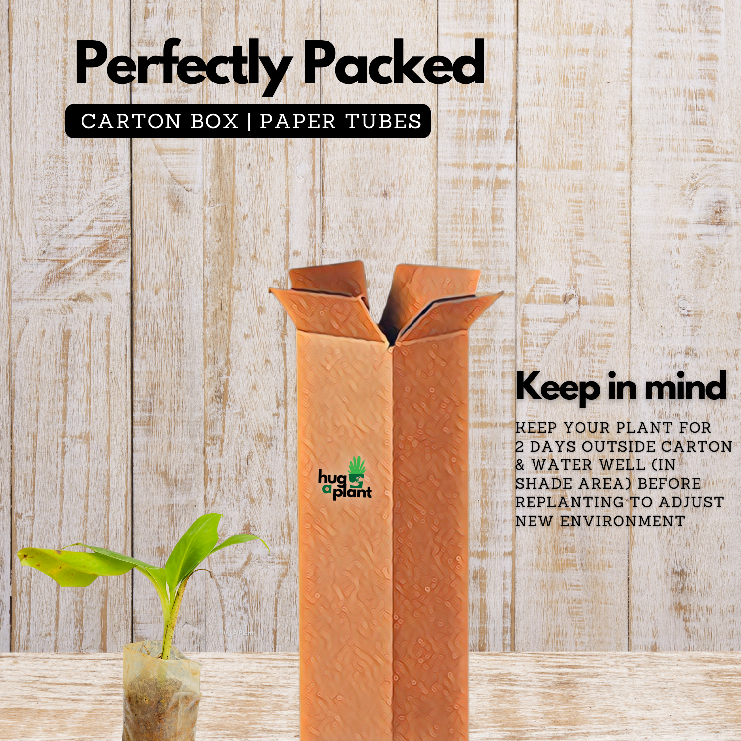 Granil Banana Fruit Live Plant (Home & Garden)