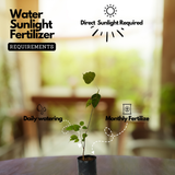 Malayalam Zodiac Sign (Rashi)– Dhanu (Sagittarius) Plant: Arayal (Ficus Religiosa) Live Plant  (Home & Garden)