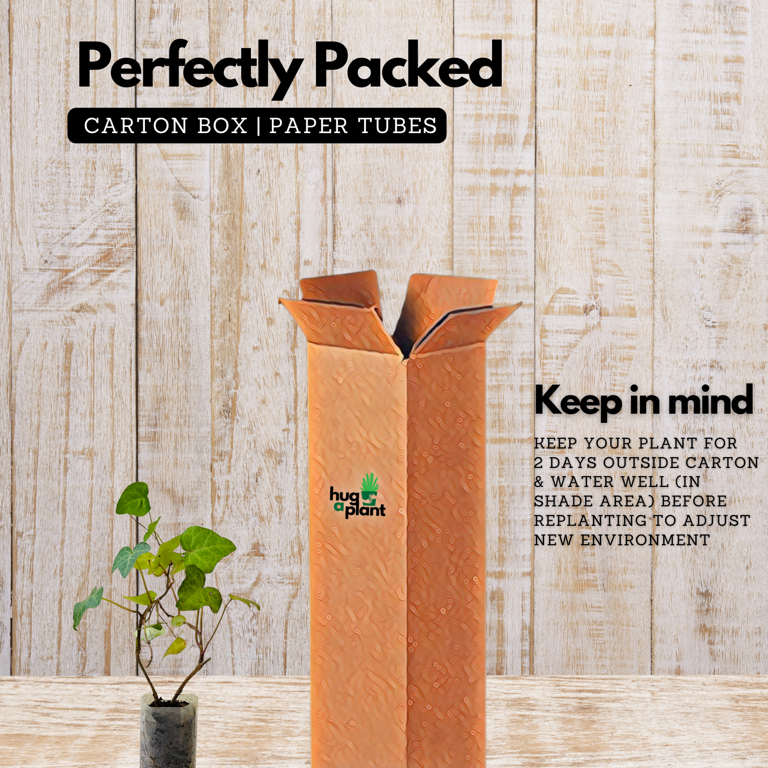 English Ivy / Hedera helix Ornamental / Creeper Live Plant (Home & Garden)