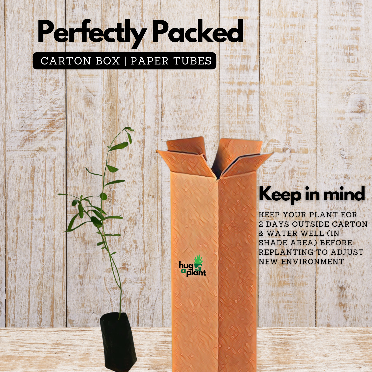 Butterfly plant(Crotalaria retusa) flowering Live Plant (Home & Garden)